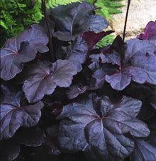 Heuchera Obsidian