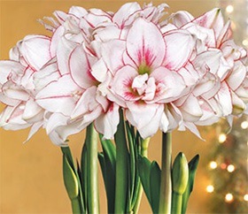 amaryllis