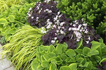 hosta companions