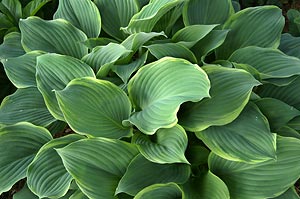 hostas