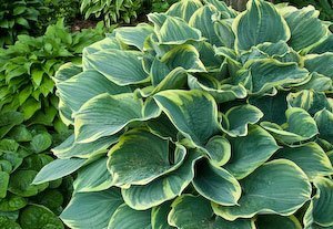 hostas