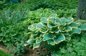 Shade gardening