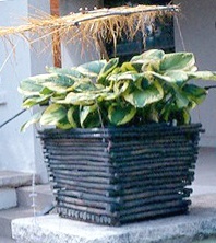 hosta container