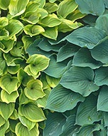 easy-care-hostas