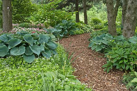 Shade gardening