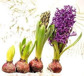 hyacinths