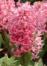 hyacinths