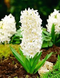 hyacinths