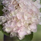 Hydrangea macrophylla