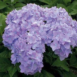 Hydrangea macrophylla