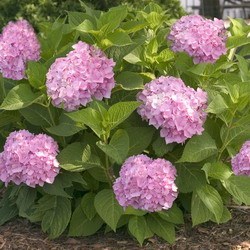 Hydrangea macrophylla