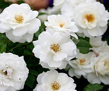 Iceberg rose - rose care