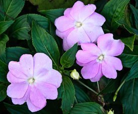 Growing impatiens