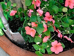 Impatiens from seed