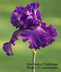 Bearded iris care