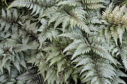 Japanese painted fern