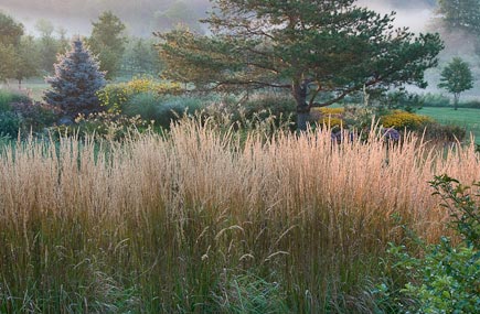 Image of Calamagrostis 'Karl Foerster' (feather reed grass) joe pye weed companion plant