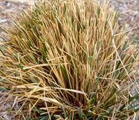 Calamagrostis x acutiflora 'Karl Foerster'