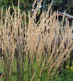 Calamagrostis x acutiflora 'Karl Foerster'