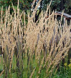 Calamagrostis x acutiflora 'Karl Foerster'