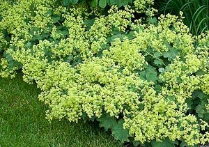 Lady's Mantle