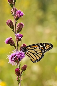 wildflower plants liatris