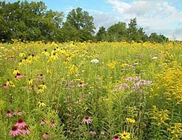 Wildflower meadows