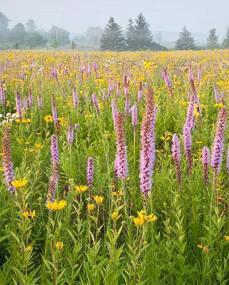 Cunnington garden - meadow