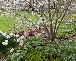 trees and shrubs -star magnolia