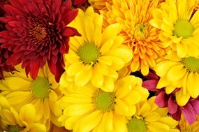 garden mums - flower variety