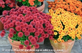 garden mums in containers