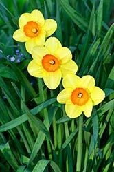 daffodils