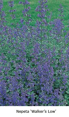 2007 perennial plant of the year - Nepeta Walkers Low