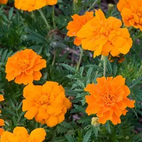 color in the garden orange
