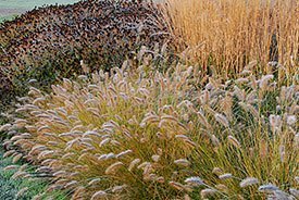 ornamental grasses