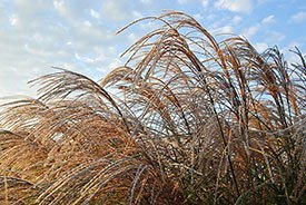 Ornamental grasses