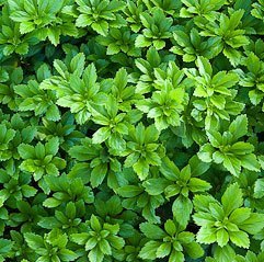 perennial ground covers