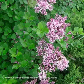 Lilacs