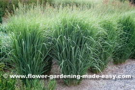 Panicum virgatum 'Northwind' 