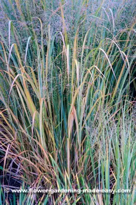 Panicum virgatum 'Northwind' 