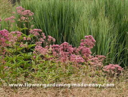 Panicum virgatum 'Northwind' 