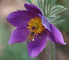 Alpines for beginners - Pasqueflower