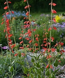 Alpines for beginners - Penstemon