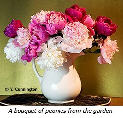 bouquets from the garden