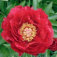 Peony Dandy Dan