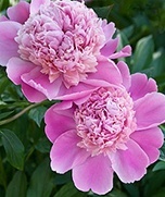 Perennial-pink peony