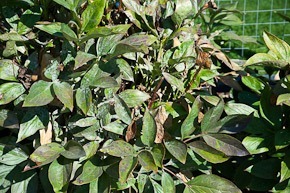 spots on peony leaves