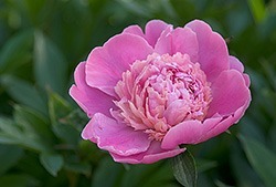 peony problems