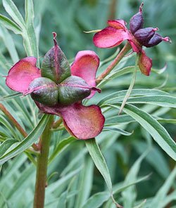 Grow peonies from seeds