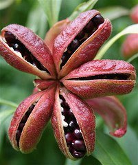 peonies from seeds